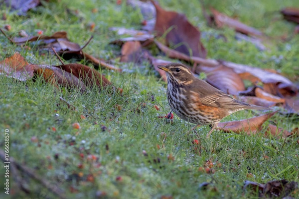 Obraz Redwing  (Turdus iliacus)