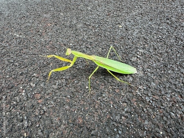 Obraz オオカマキリ