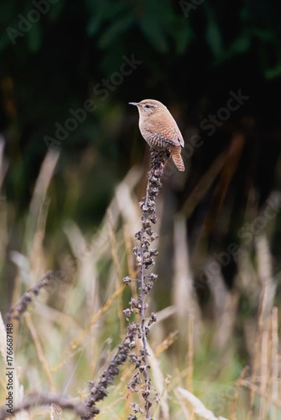 Obraz great spotted woodpecker on tree