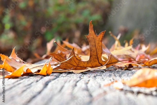 Fototapeta Macro photo of fallen autumn leaves on a wooden park bench. Location: Deurne, Antwerp (Belgium)