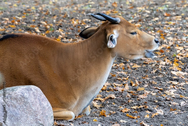 Obraz Lazy banteng, animal, mammal, cattle, Bali cattle, hoofed animal, bovidae, even-toed ungulate