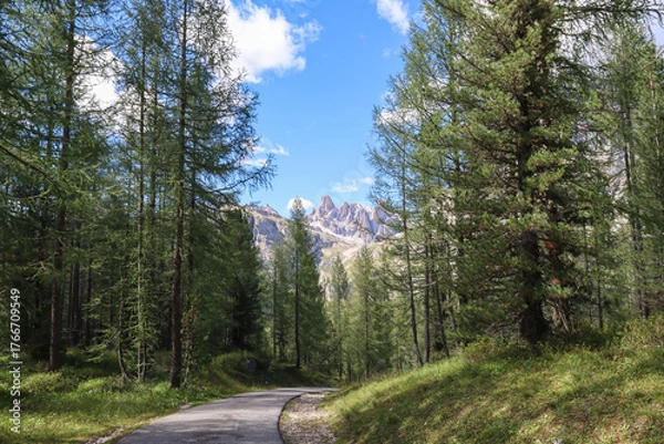 Fototapeta Road in the forest  - Hiking to Refugio Cinque Torri