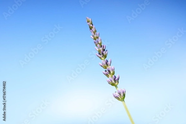 Fototapeta 青空と全盛期のラベンダー