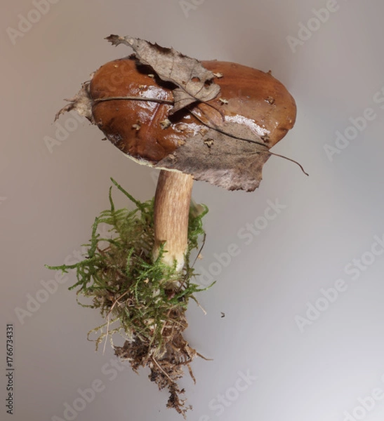 Fototapeta Maronenröhrling