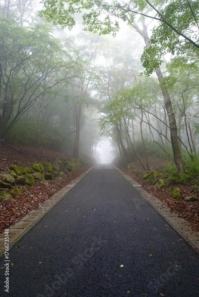 Fototapeta 霧に包まれる森の中の道