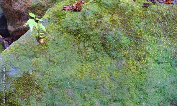 Fototapeta 苔の生えた岩の表面　背景画像