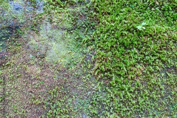 Fototapeta 苔の生えた岩の表面　背景画像