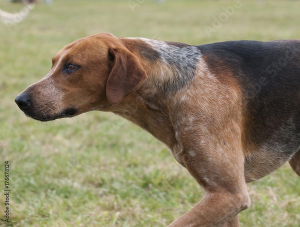Fototapeta  Hunt fox hound