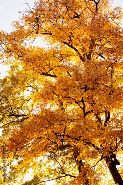 Obraz Colorful autumn tree with red and yellow foliage under sunlight