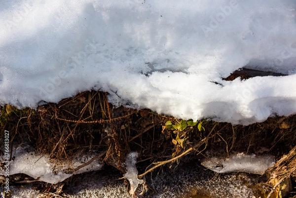 Fototapeta Close-up of melting snow revealing intricate roots, earthy ground, and glistening ice formations around a trickling stream in early spring
