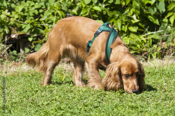 Obraz Sprocker sniffing ground