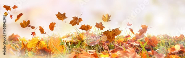 Fototapeta Colorful autumn leaves on a meadow with with blurred background in delicate autumn colors and light bokeh. Suitable for seasonal nature concepts and occasions with space for text.