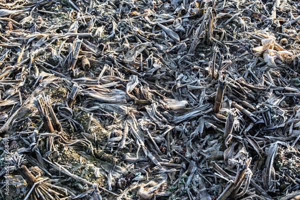 Fototapeta Winter field