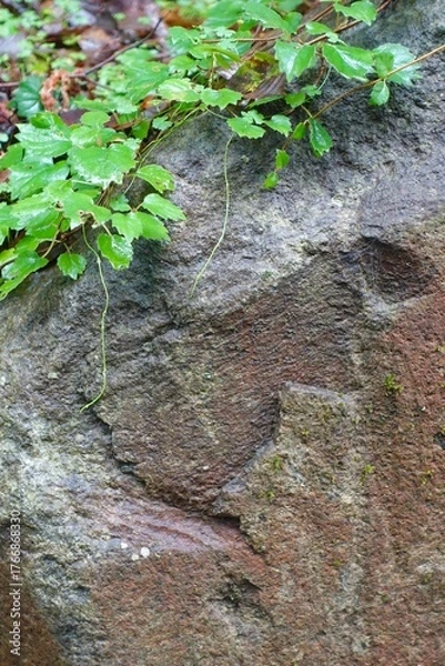 Fototapeta 岩と葉の背景素材