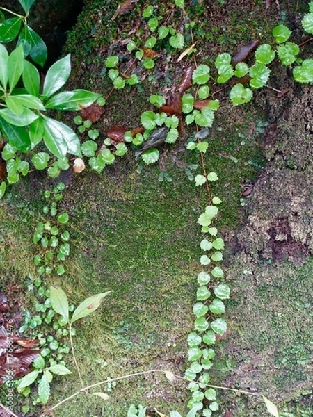 Fototapeta 蔦と苔の生える岩