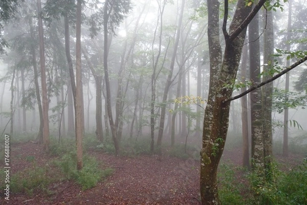 Fototapeta 霧に包まれる森