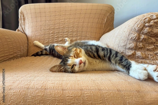 Fototapeta cute cat funny sleeping, relaxing, resting, looking on a bed or sofa. Cat sleep calm and relax. muzzle of a sleeping cat with closed eyes. cat house indoors pet ownership, pet friendship concept