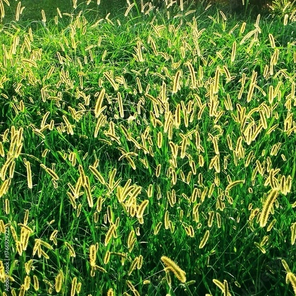 Fototapeta Background Image