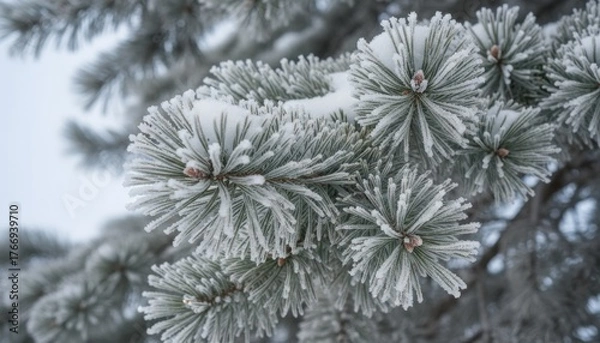 Obraz A detailed close-up of frosted pine branches covered in snow. Icy evergreen needles on a cold winter day. Natural Christmas holiday background