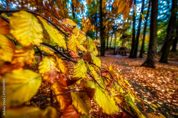 Obraz Jesienne liści