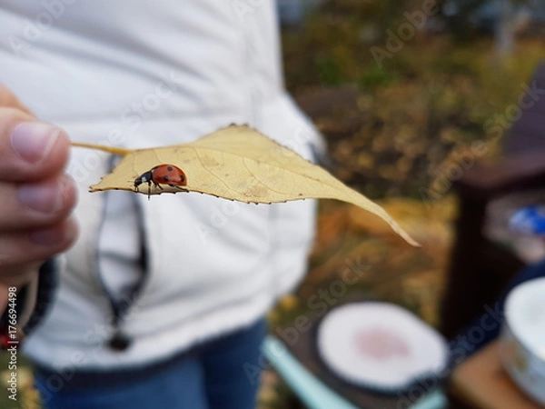 Obraz Божья коровка