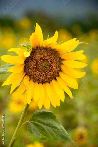 Obraz ケアンズの新名所　ひまわり畑