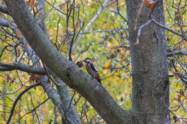 Fototapeta Great Spotted Woodpecker perched on an autumn tree branch and holds a nut in its beak