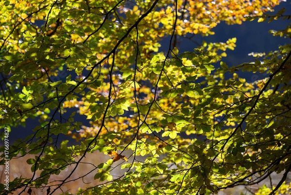 Obraz foresta autunno