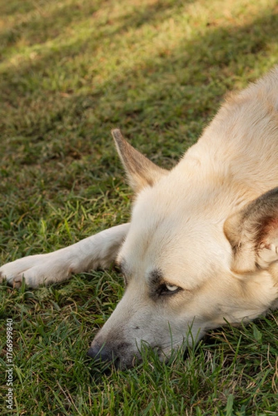 Obraz portrait of a white dog