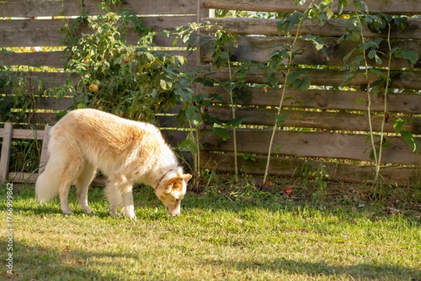 Obraz The dog is walking in the garden.