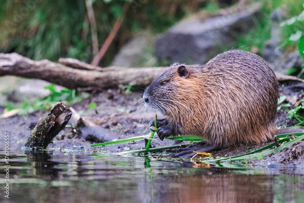 Obraz Nutrias Ufernähe