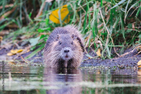 Obraz Nutrias Ufernähe