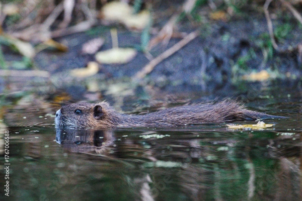 Obraz Nutrias Ufernähe