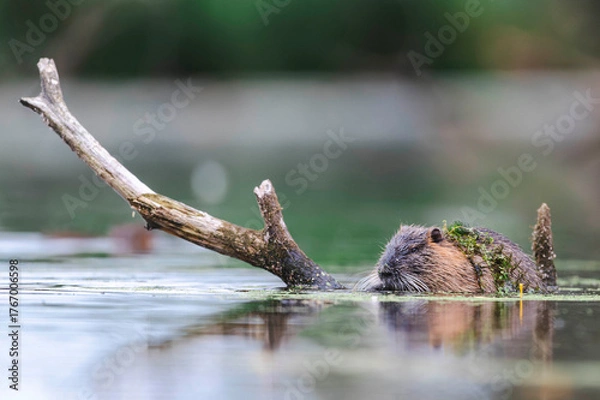 Obraz Nutrias Ufernähe