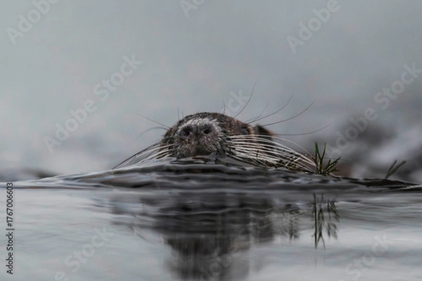 Obraz Nutrias Ufernähe