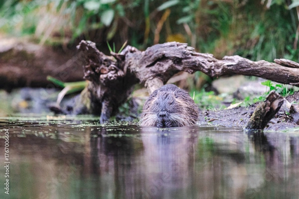 Obraz Nutrias Ufernähe