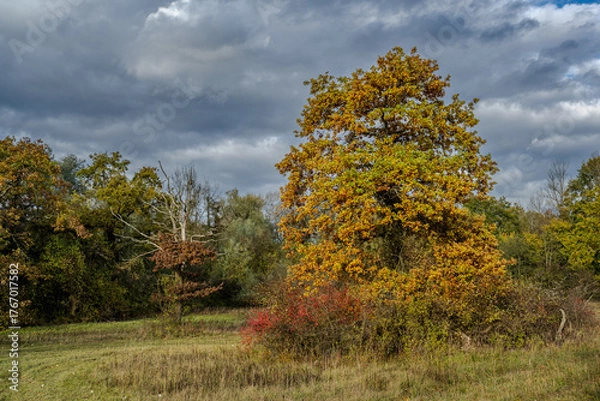 Fototapeta Bunte Herbstlandschaft mit einem großen Baum und farbigen Blättern