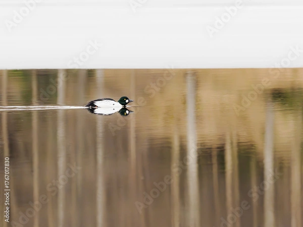 Fototapeta Common goldeneye swimming along the ice edge on a calm spring morning, Dalsland, Sweden