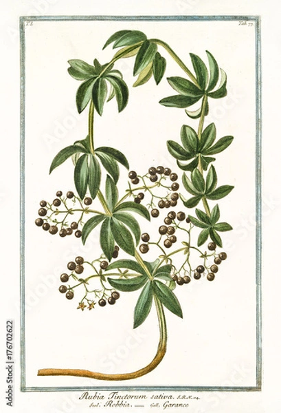 Obraz Stara ilustracja botaniczna Rubia tinctorum sativa. G. Bonelli w sprawie Hortus Romanus, wyd. N. Martelli, Rzym, 1772 - 93