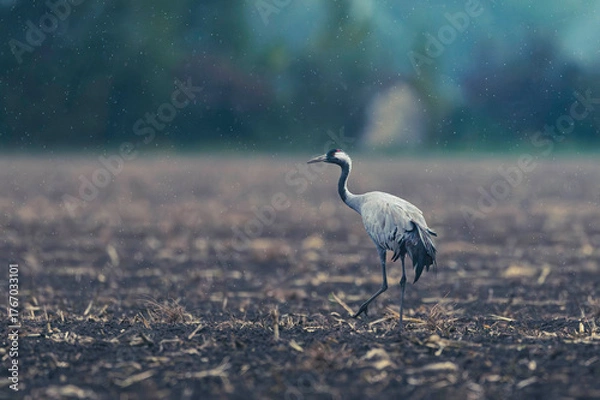 Obraz Zug der Kraniche 2026