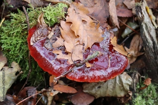 Fototapeta dripping Beef steak fungus