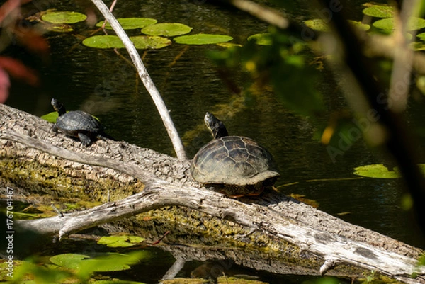 Fototapeta Schildkröte auf einem Baumstamm im Oberwaldsee Karlsruhe, invasive Art