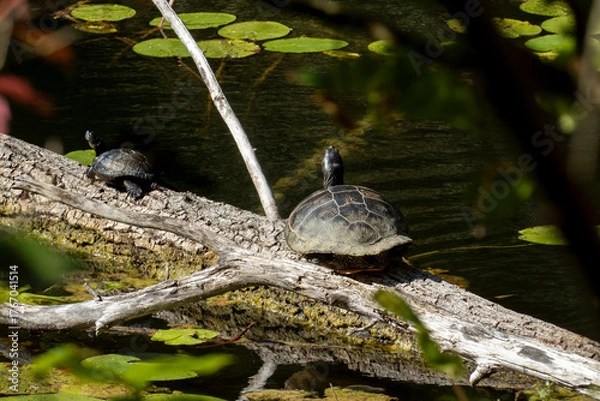 Fototapeta Schildkröte auf einem Baumstamm im Oberwaldsee Karlsruhe, invasive Art