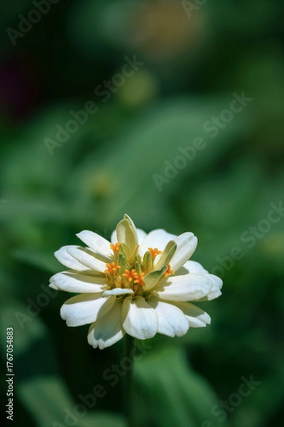 Obraz zinnia close-up