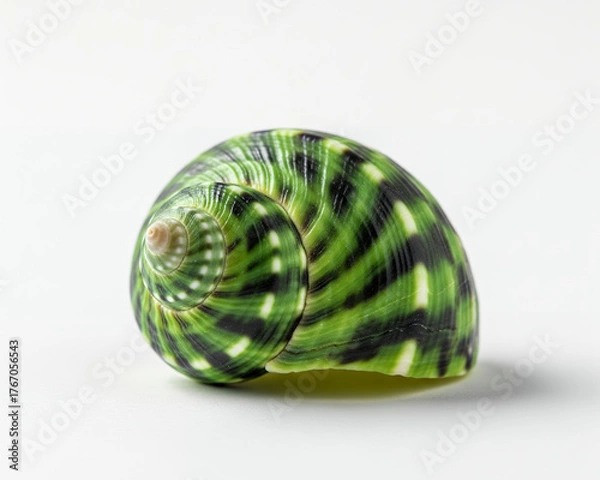 Obraz Vibrant green and dark patterned marine shell close-up against a bright white surface.