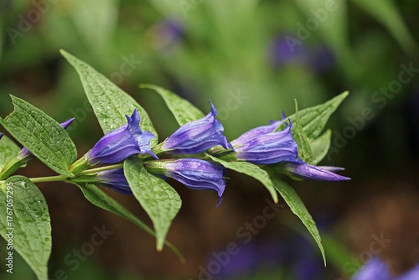 Obraz Blue willow gentian flowers in close up