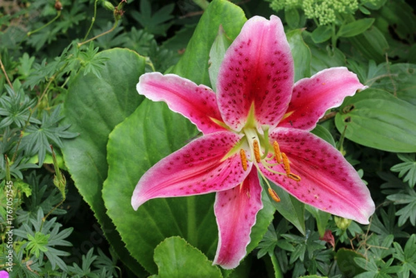 Obraz Pink lily flower in close up