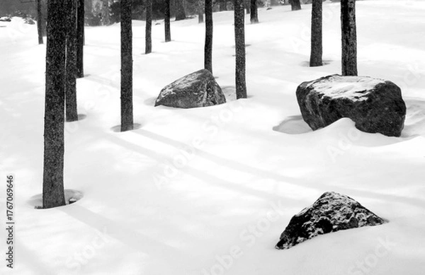 Fototapeta Trees, Snow, Rocks, Lines