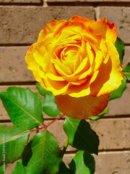 Obraz single yellow rose