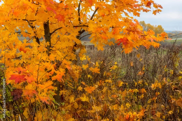 Fototapeta  bright maple tree in the wind in the fall